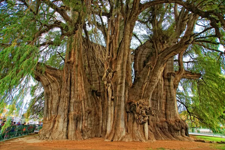 Árbol del Tule