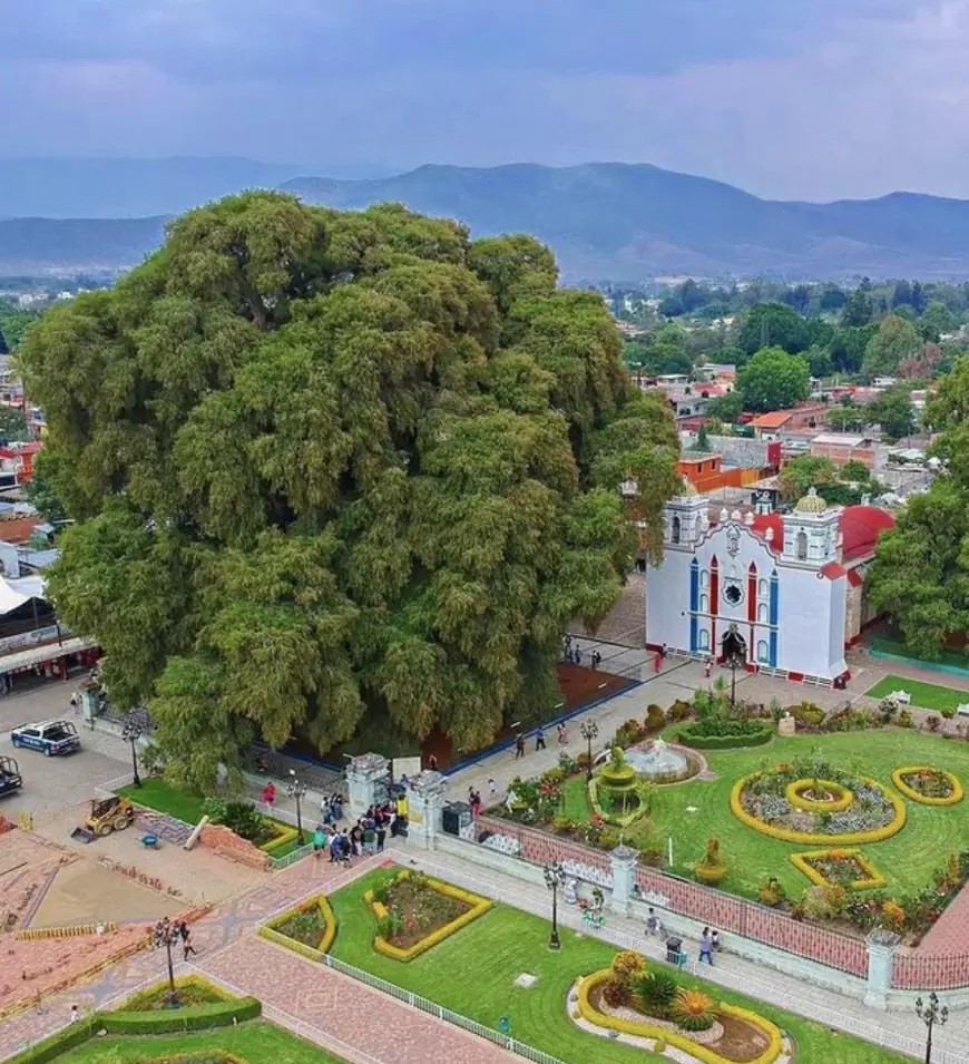 El Tule en la cultura de Oaxaca