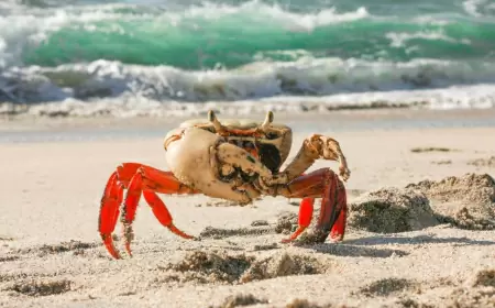 Paraíso y Mar: Playa Cangrejo