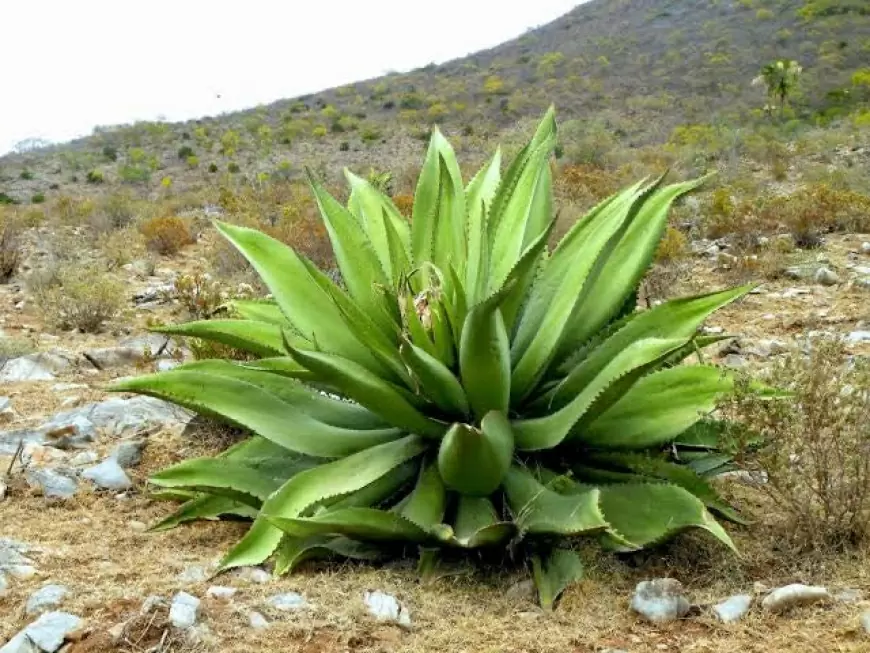 Guerrero