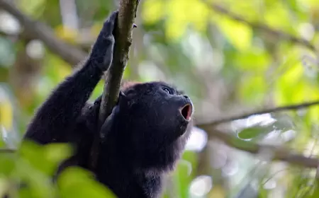 Canto de la Selva, Chiapas: 10 actividades impresionantes