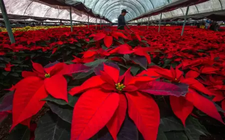 Día Nacional de la Noche Buena ¿Dónde encontrarla?