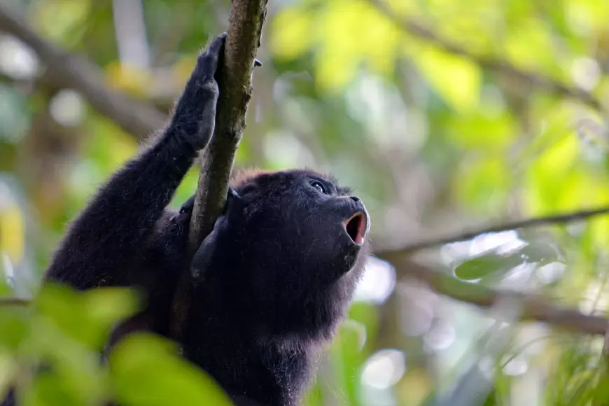 Canto de la Selva, Chiapas: 10 actividades impresionantes