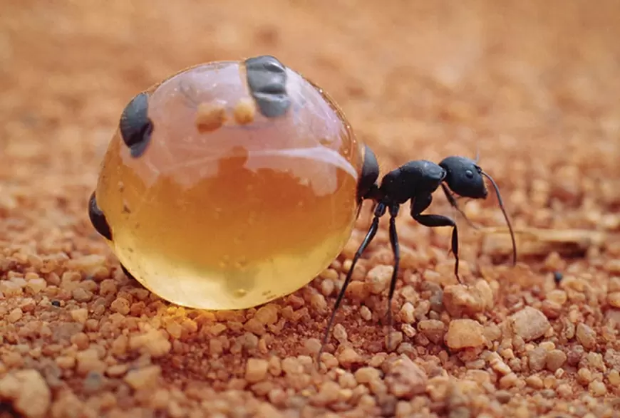 La Chindudis, hormiga melífera de Oaxaca