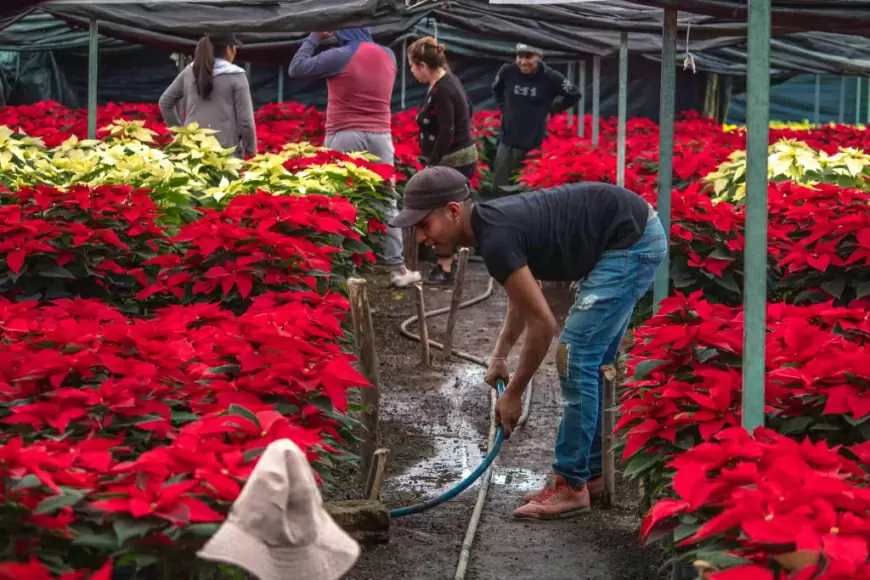 Flor de Navidad