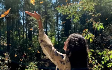 Tres Santuarios de la Mariposa Monarca para visitar