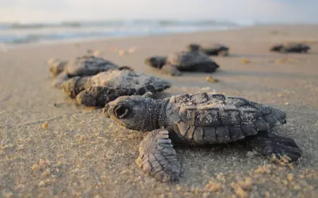 Bacocho y Carrizalillo, te esperan en  vacaciones de Semana Santa.