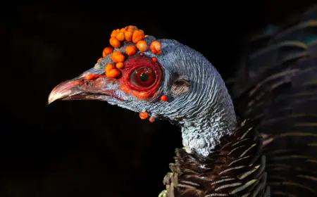 Las Aves Endémicas de la Península de Yucatán: Tesoros Alados que Debes Conocer