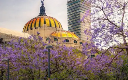 Cinco curiosidades de las Jacarandas, un espectáculo natural