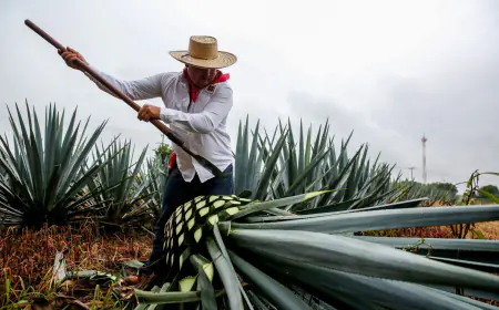 Del 11 al 13 de abril, Día de la Maestra y Maestro Mezcalero