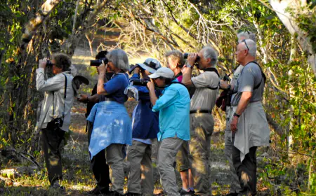 Observación de Aves en Yucatán: Un Paraíso para los Amantes de la Naturaleza