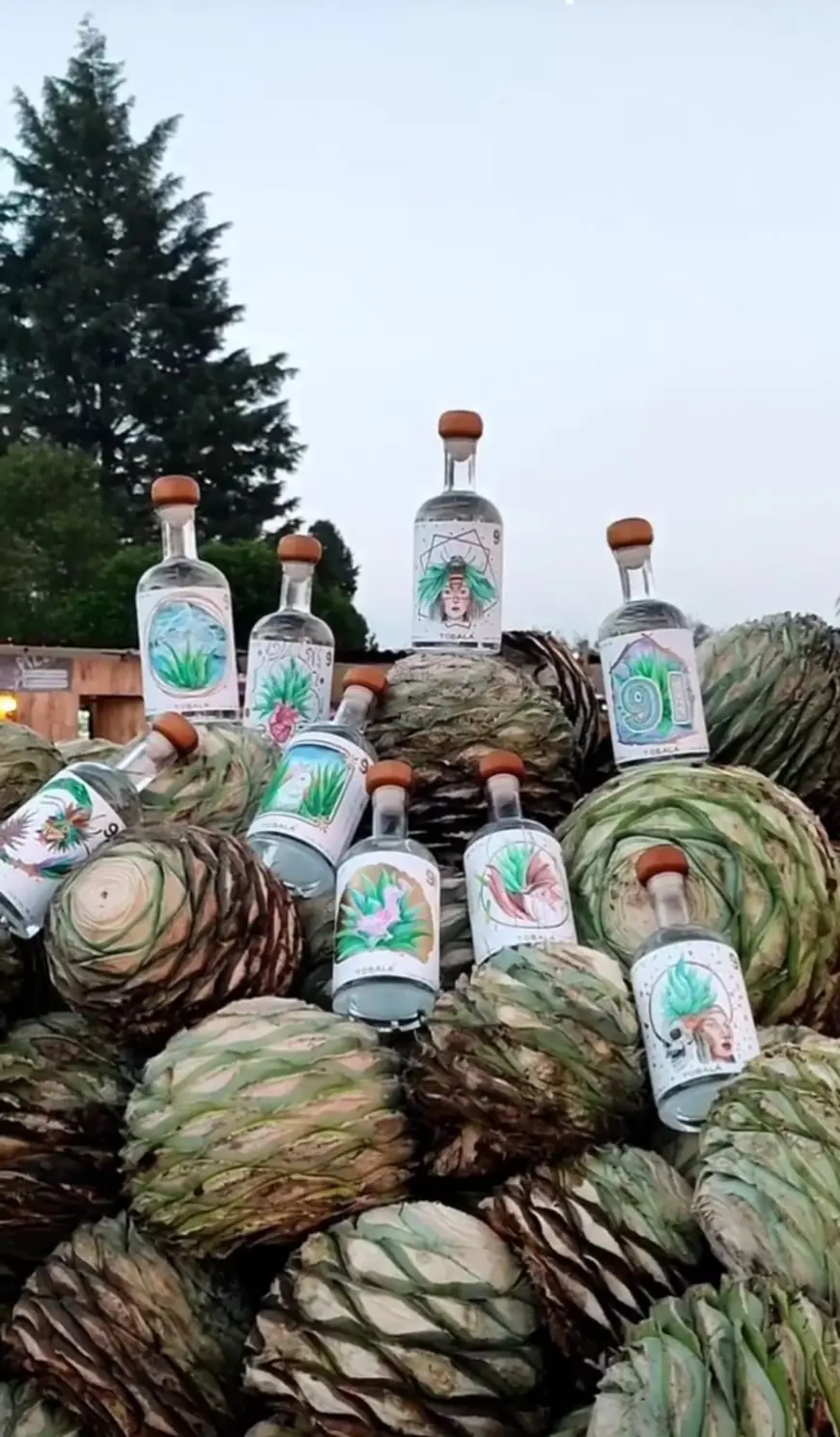 Conoce la Ruta del Mezcal en Puebla