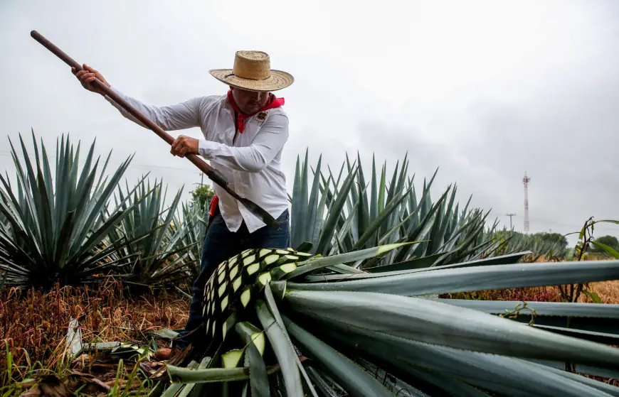 Del 11 al 13 de abril, Día de la Maestra y Maestro Mezcalero