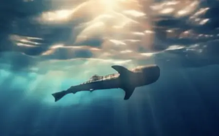 Nado con el Tiburón Ballena en Cancún: Un Encuentro Inolvidable con el Gigante del Mar