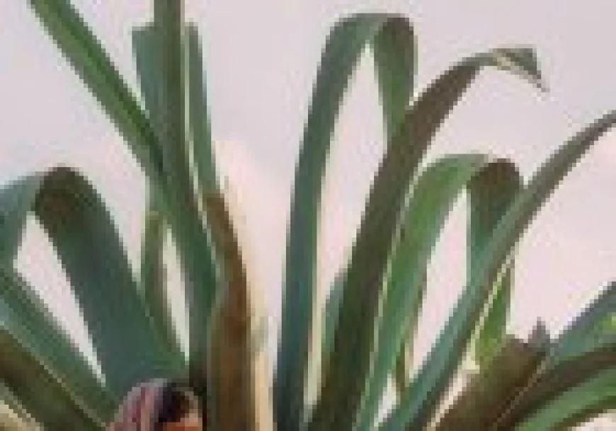 Agroturismo: Desarrollo rural con Impacto Ambiental