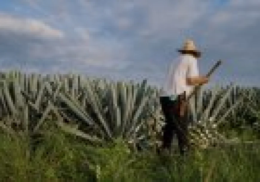 Escape Natural: Deja el Bullicio de las Ciudades y Explora la Naturaleza.