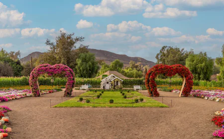 La Ruta del Maíz, un campo floral en Tijuana ideal para hacer picnic.