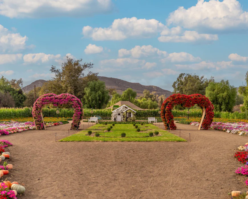 La Ruta del Maíz, un campo floral en Tijuana ideal para hacer picnic.