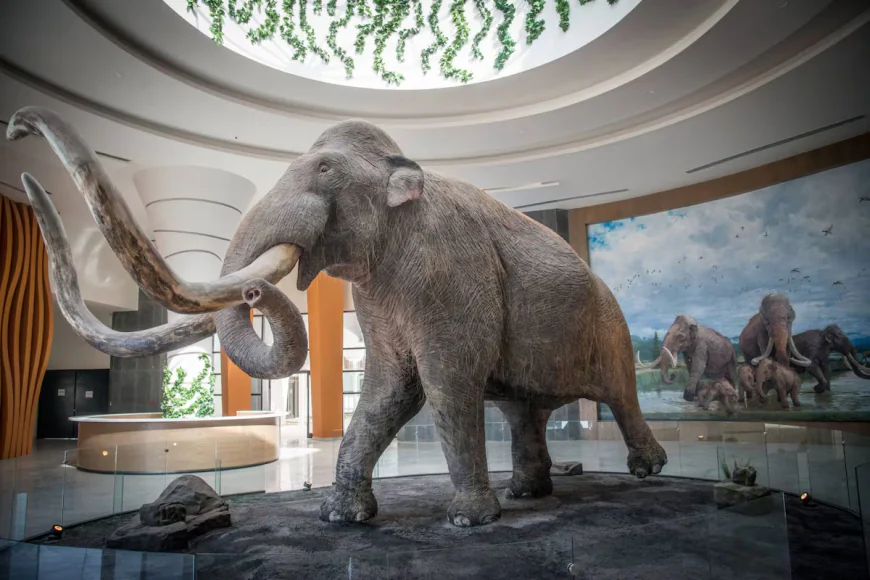 Museo del Mamut e Historia Natural, Cdmx y Chihuahua
