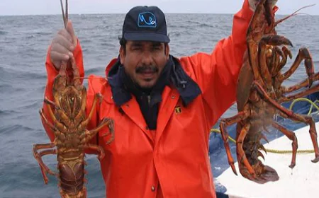 Langosta yucateca: el sabor del mar en temporada