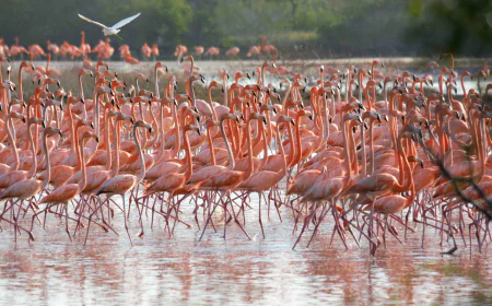 Entre aguas rosadas y silencios alados: mi encuentro con los flamingos en Yucatán