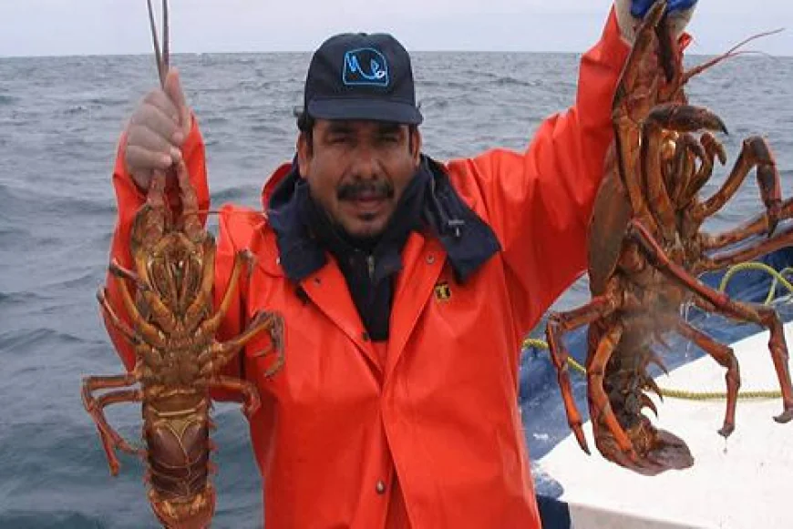 Langosta yucateca: el sabor del mar en temporada