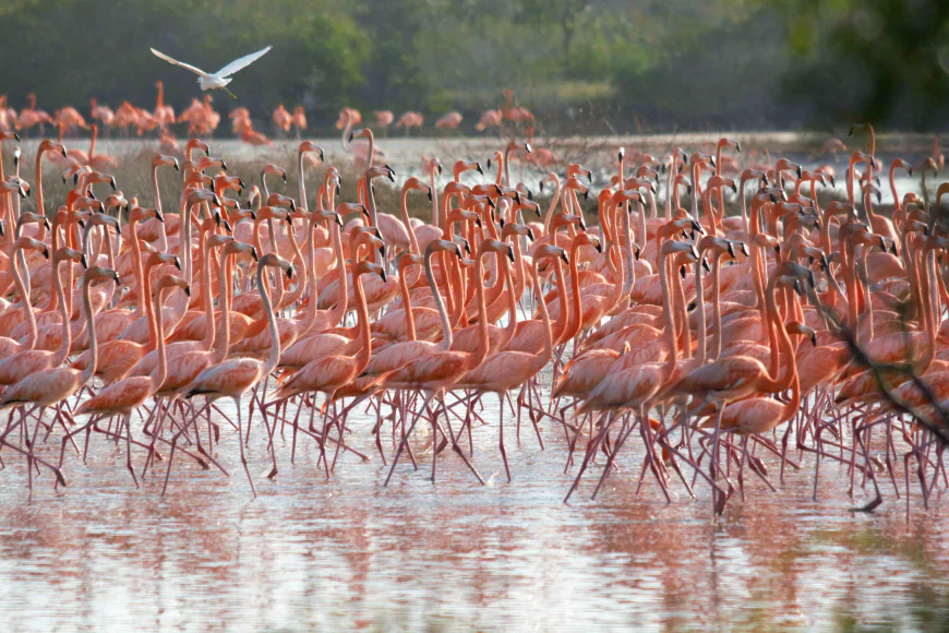 Entre aguas rosadas y silencios alados: mi encuentro con los flamingos en Yucatán