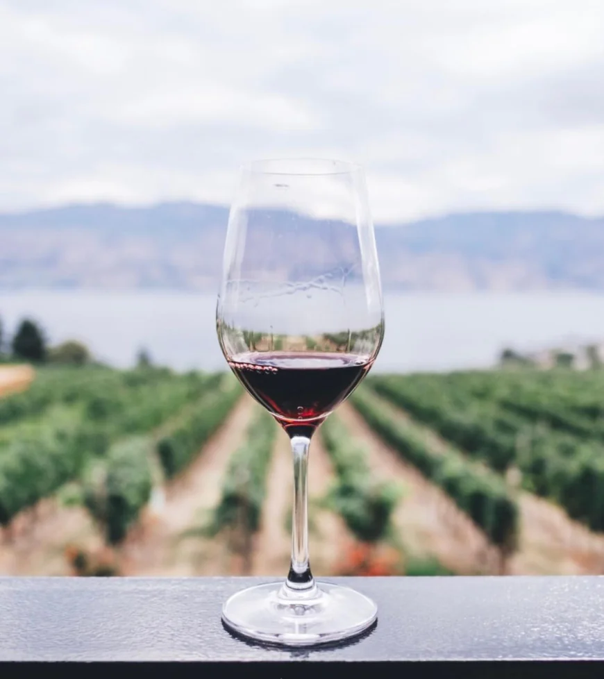 Vendimia 2025 en el Valle de Guadalupe ¿Qué hacer?