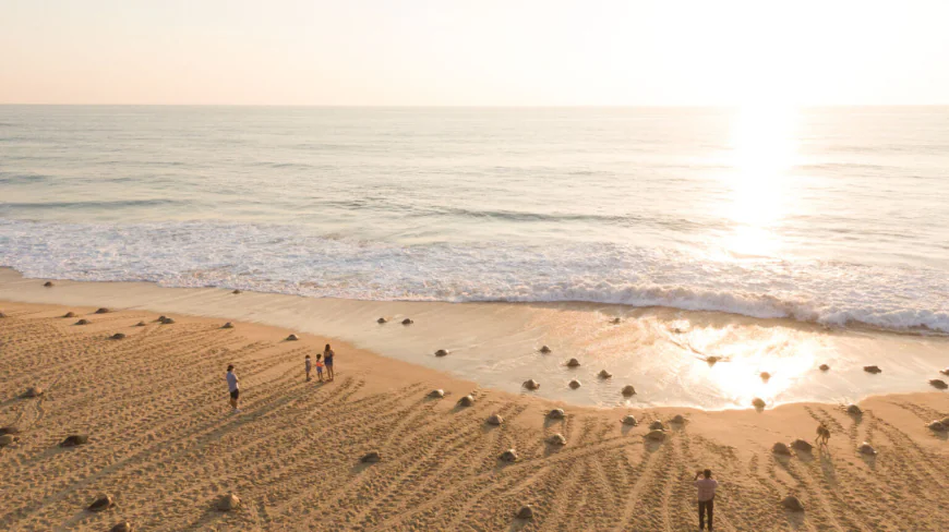 Playa Ixtapilla, Michoacán: Santuario natural de las tortugas golfinas y paraíso eco-friendly.