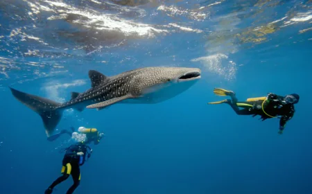 Temporada del tiburón ballena en la Paz: una maravilla natural.