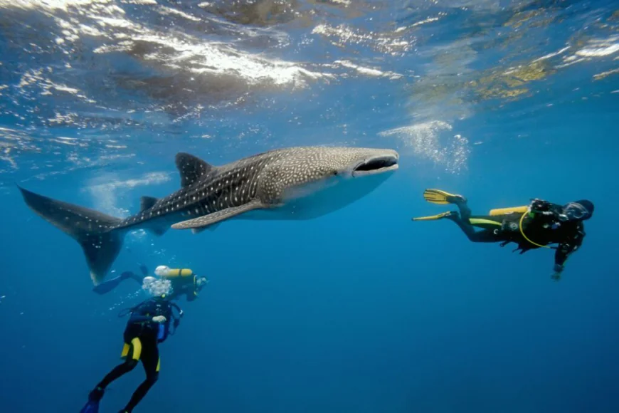 Temporada del tiburón ballena en la Paz: una maravilla natural.