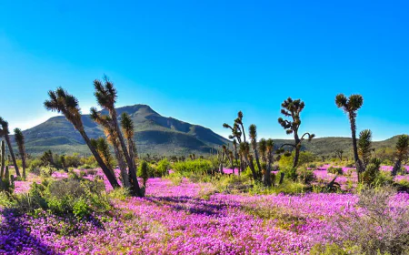 Piquito, Sonora: Naturaleza, Tradición y Hospitalidad del Desierto