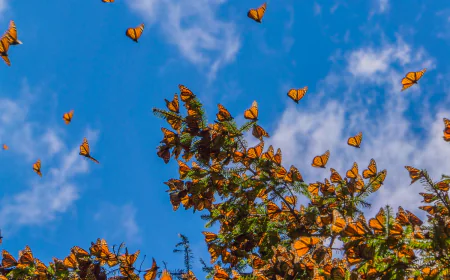 Temporada de Mariposas Monarcas, el tour ideal.