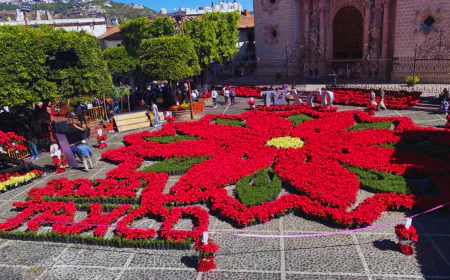 La Flor de Nochebuena más grande del mundo , ¿sabes dónde se encuentra?