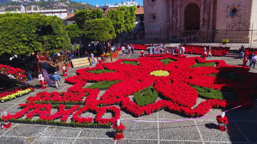 La Flor de Nochebuena más grande del mundo , ¿sabes dónde se encuentra?