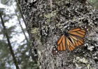 Visita la Sierra Chincua; santuario de la Mariposa Monarca
