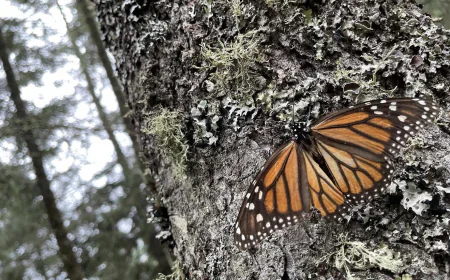 Visita la Sierra Chincua; santuario de la Mariposa Monarca