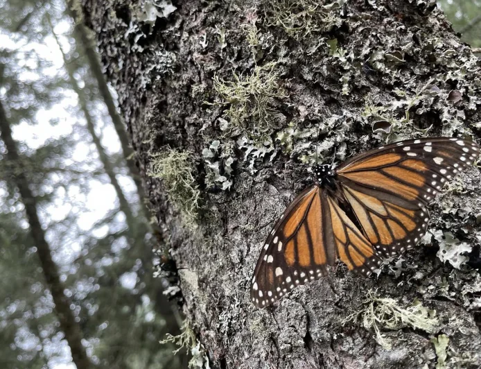 Visita la Sierra Chincua; santuario de la Mariposa Monarca