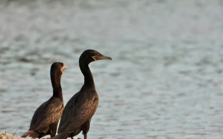 Colima: donde la naturaleza canta y las aves se roban el show