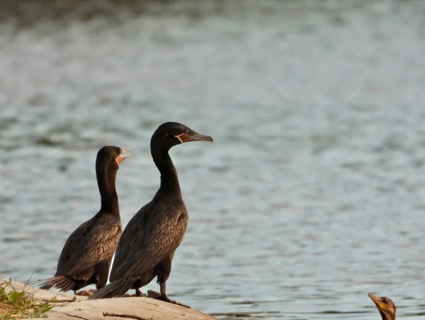 Colima: donde la naturaleza canta y las aves se roban el show